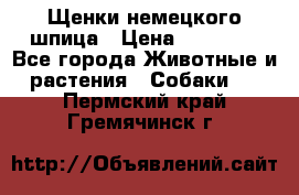 Щенки немецкого шпица › Цена ­ 20 000 - Все города Животные и растения » Собаки   . Пермский край,Гремячинск г.